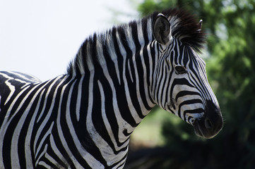 Fototapeta na wymiar Zebra im Chobe Park, Botswana
