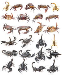 scorpion crab isolated on white background © sommai