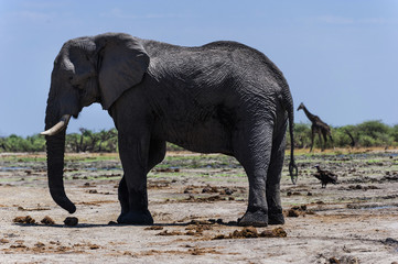 Elefant im Chobe-Park, Botswana