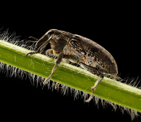 weevil portrait
