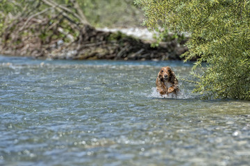 Happy Dog English cocker spaniel while running to you