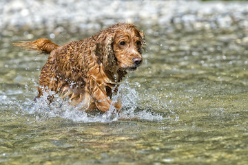 Happy Dog English cocker spaniel while running to you