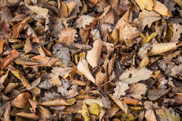 autumn leafs as a background