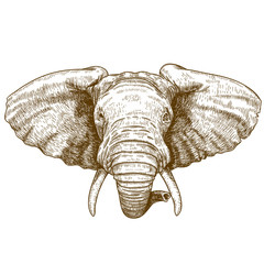 Naklejka premium vector illustration of engraving elephant head
