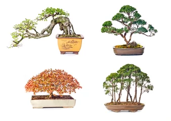 Acrylic prints Bonsai Bonsai tree