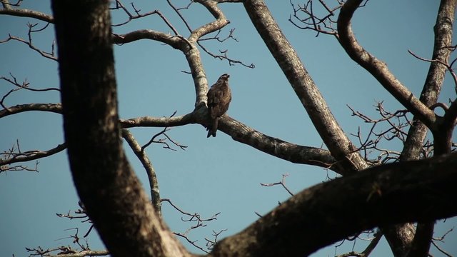 accipiter