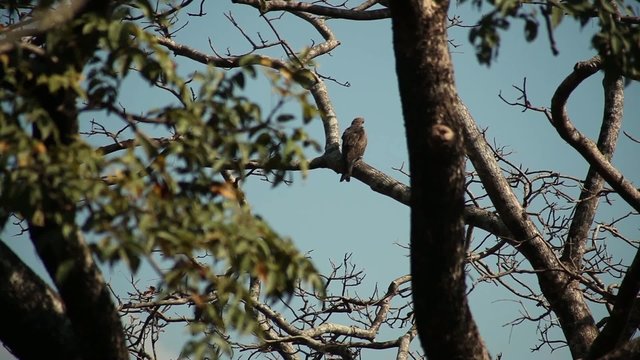accipiter