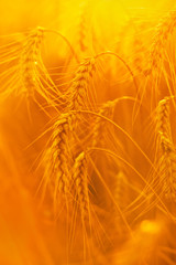 Golden wheat ears in the field