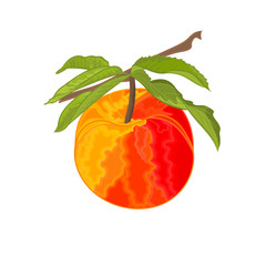 Peach branch with leaves sweet fruit vector illustration