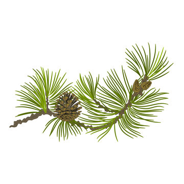 Pine branch whit pinecones vector illustration