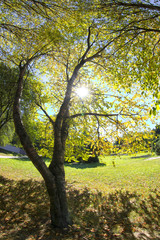 Fototapeta premium autumn park.