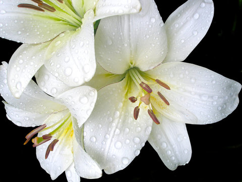 Fototapeta Белые лилии на черном фоне