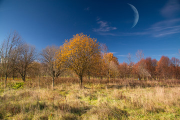 Obraz premium autumn leaves