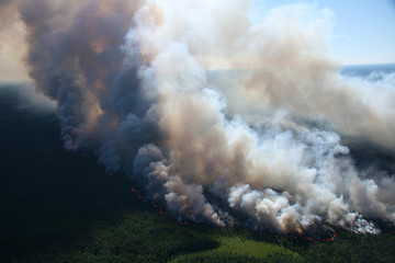 Forest in fire, top view