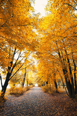 autumn park landscape