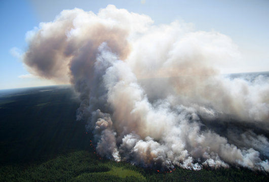 Forest in fire, top view