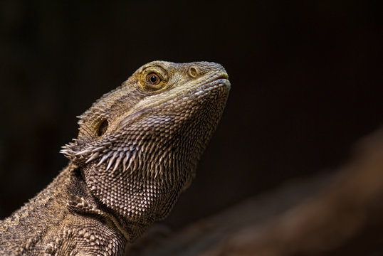 Bartagame