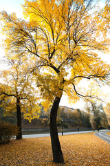 Fototapeta premium Bike Path in the autumn park