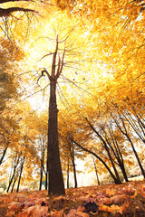 Fototapeta premium sunny autumn park