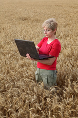 Naklejka na ściany i meble Agriculture, agronomist examine wheat field with laptop
