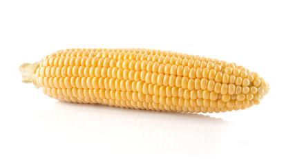 The  corn cob