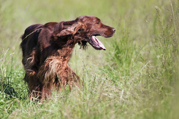 Beautiful Irish Setter walking in the field