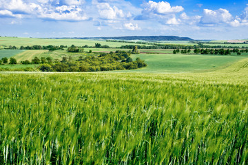 Obraz premium Barley Field