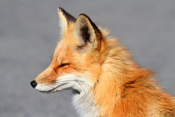 Fototapeta premium Red Fox (vulpes) Close-up