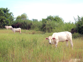 Obraz na płótnie Canvas white cows in the pastures