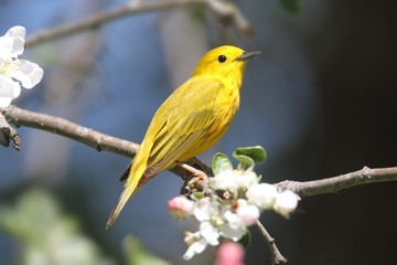 Yellow Warbler (Dendroica petechia)