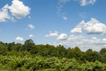 Obraz na płótnie Canvas Bushes, Trees & Cloudy Sky