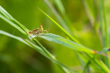Grasshopper perching on a leaf