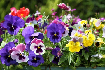  Colored Pansies © Emerald Bull Images