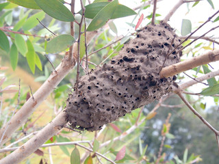 Ants nest in a tree
