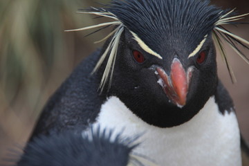 Rockhopper penguin, West Point Island, Falkland Islands - obrazy, fototapety, plakaty