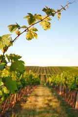 Fotobehang Photo vine leaves in the background view on vineyard © Rostislav Sedlacek