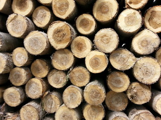 Wood Logs background