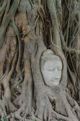 Buddha statue in the roots of tree at , Ayutthaya, Thailand