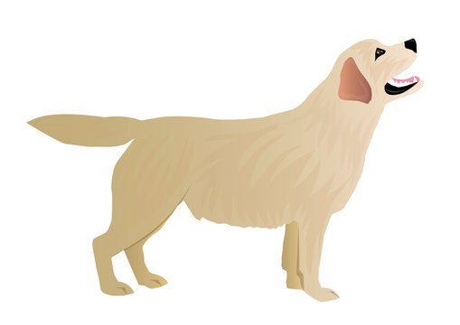 labrador retriever