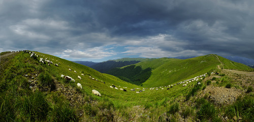 Fototapeta na wymiar Herd of Sheep
