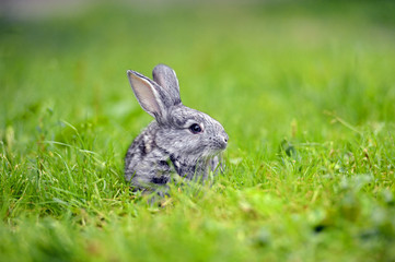 Rabbit