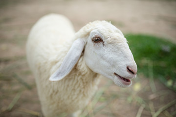 Face of a white lamb looking at you