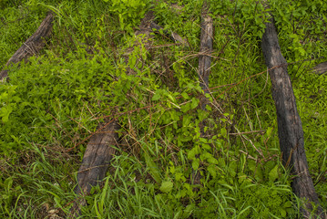 Burned Wooden Logs on Meadow
