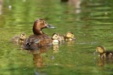 Common Pochard, Pochard, Aythya ferina