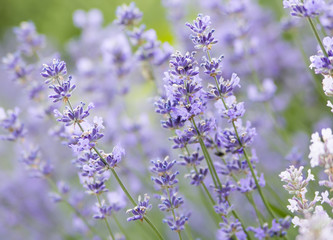 Fototapeta premium lavender