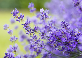 Naklejka premium lavender