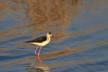 black winged stilt