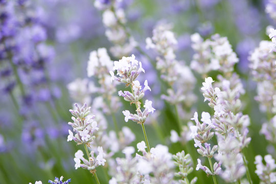 Fototapeta lavender