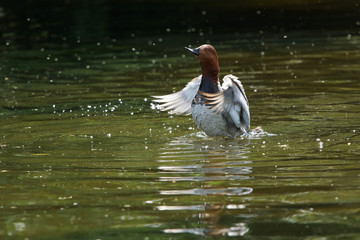 Common Pochard, Pochard, Aythya ferina