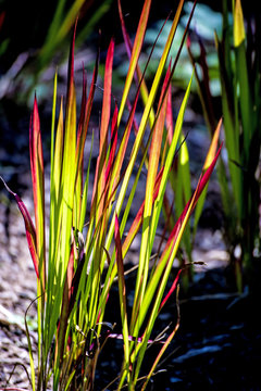 Silberhaargras, Imperata cylindrica